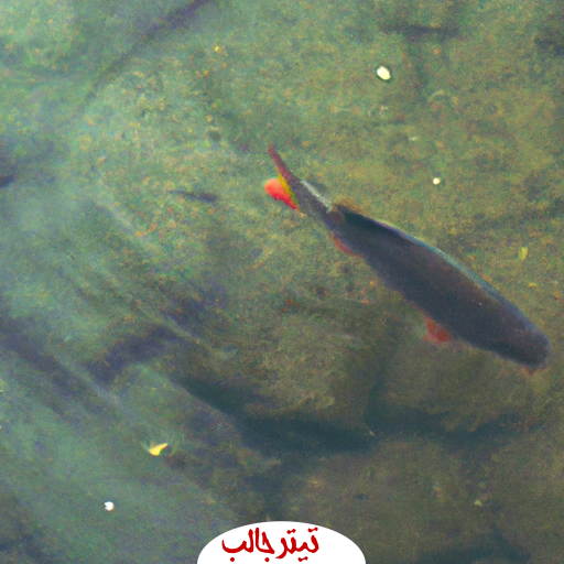 Fish in the rivers of Iran